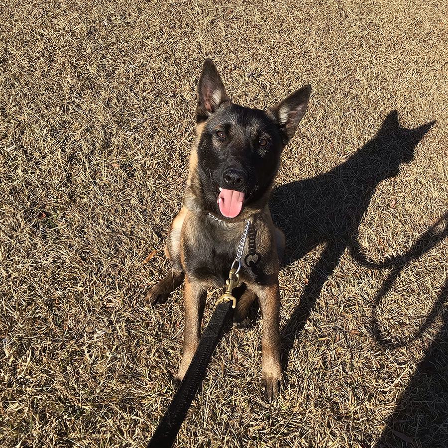 protection trained guard dogs for sale near me in nc Belgian Malinois for sale