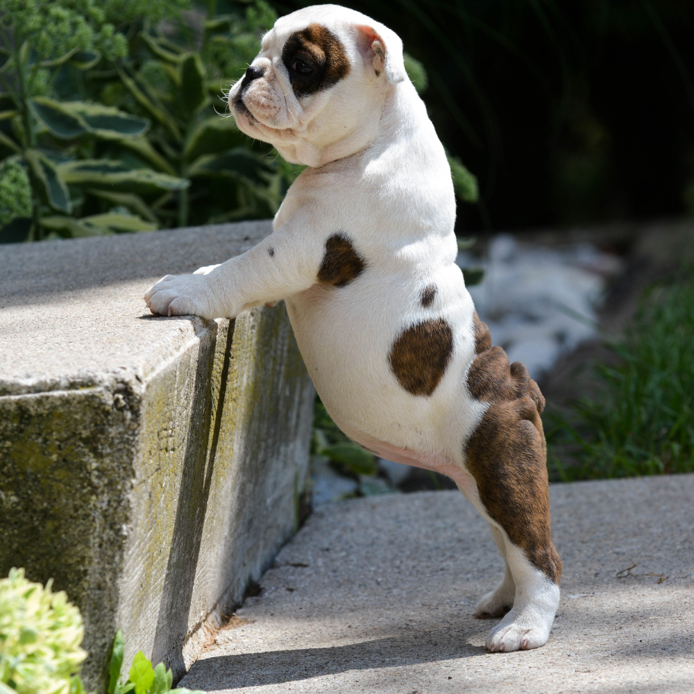 puppy Obedience Training in Asheville, north carolina