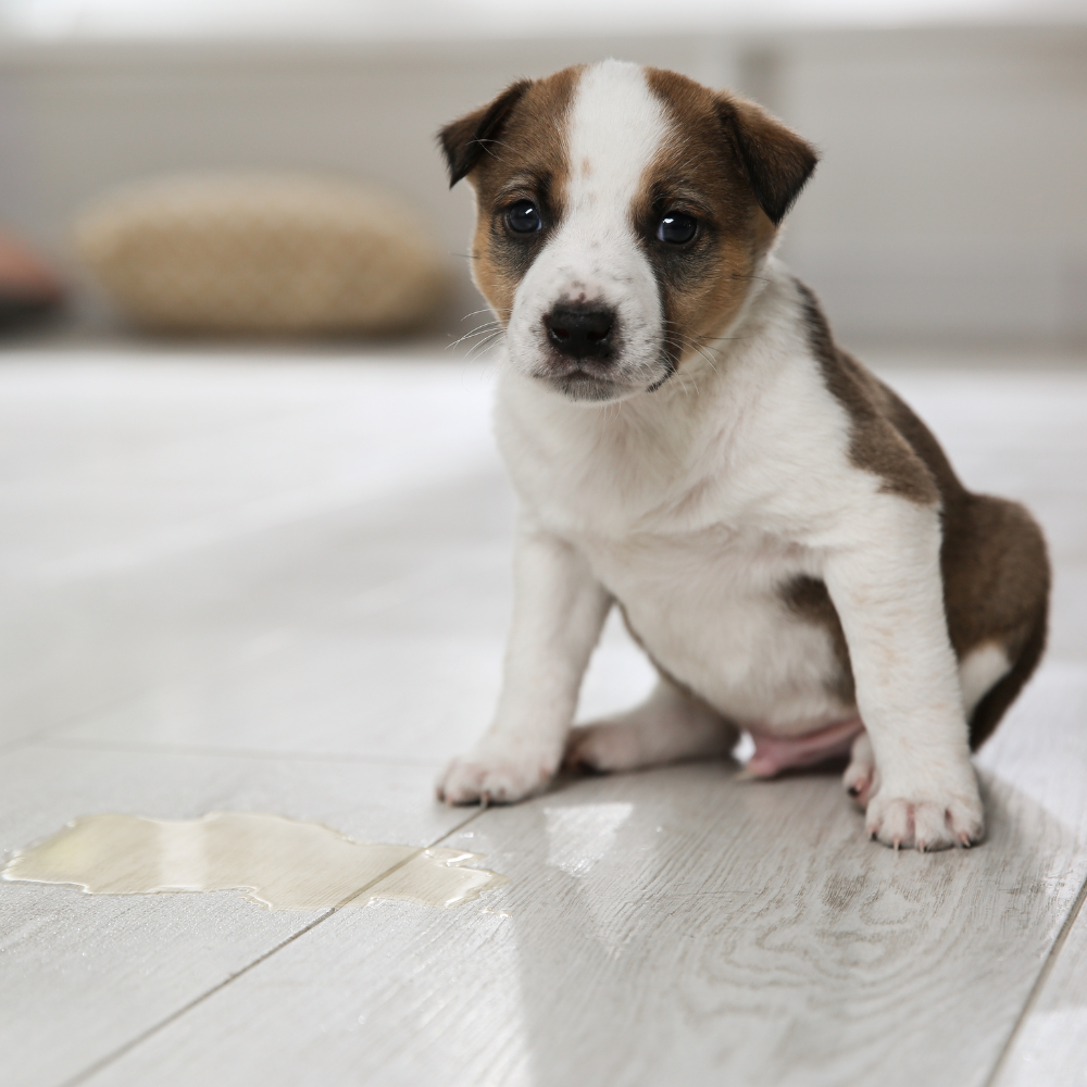 puppy Obedience Training in Greensboro, north carolina