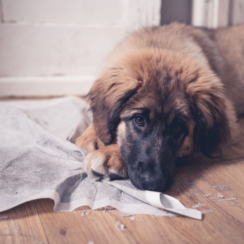 puppy Obedience Training in Raleigh, north carolina