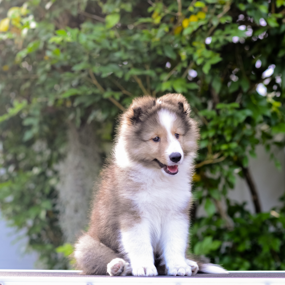 puppy Obedience Training in Wilmington, north carolina