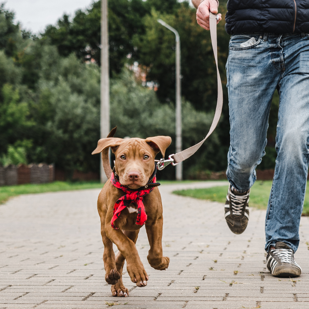 puppy Obedience Training in charlotte, north carolina