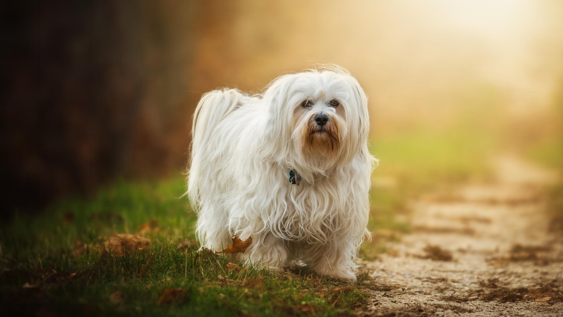 Read more about the article How Obedience Training Builds Your Dog’s Confidence