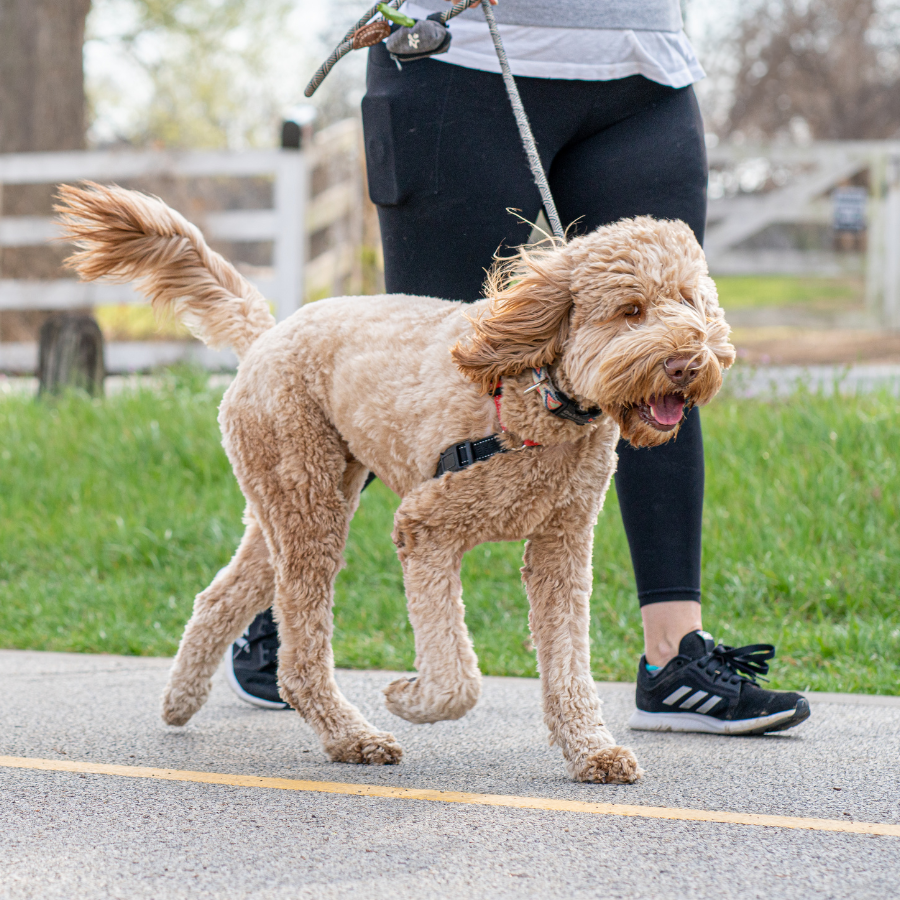 dog obedience training near me Raleigh nc