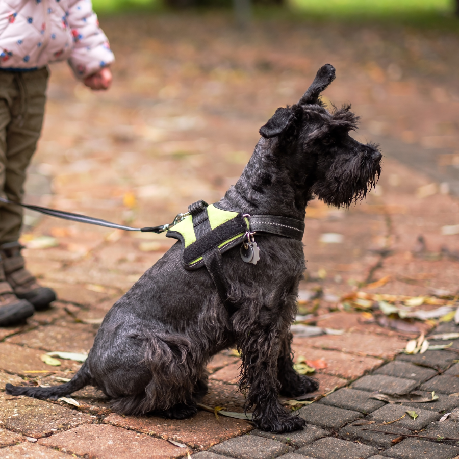 dog obedience training near me Wilmington nc