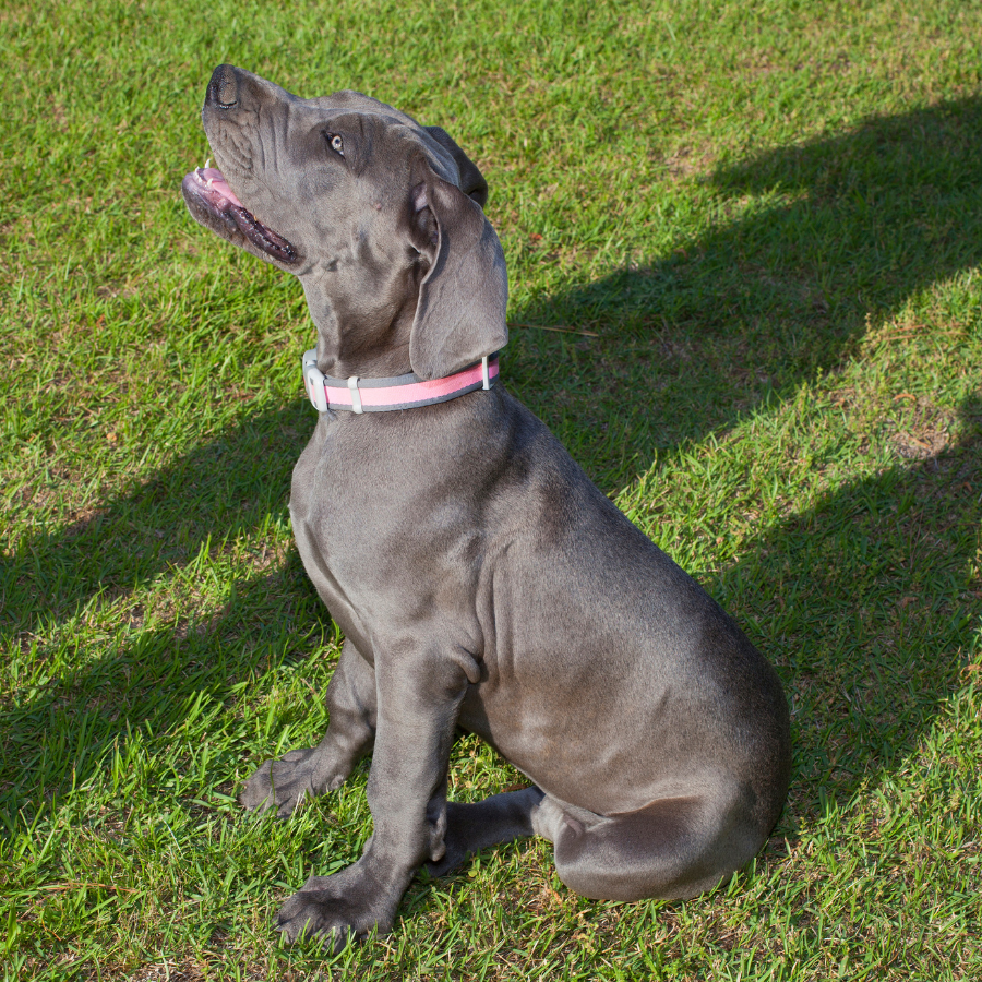 dog obedience training near me charlotte nc
