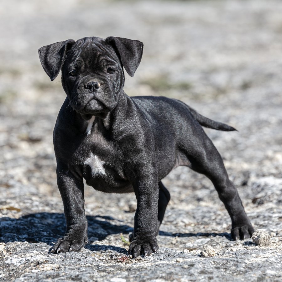 dog obedience training near me north carolina